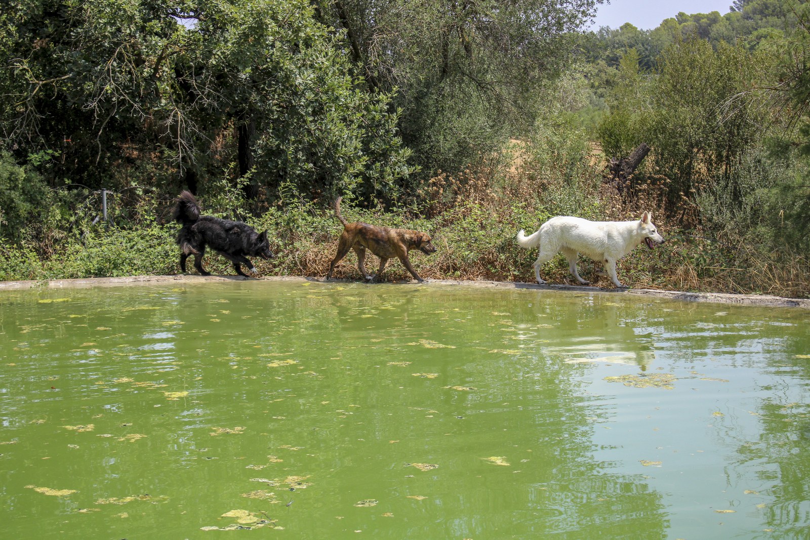Tres perros de una protectora paseando juntos junto a un estanque en el campo cerca de Barcelona