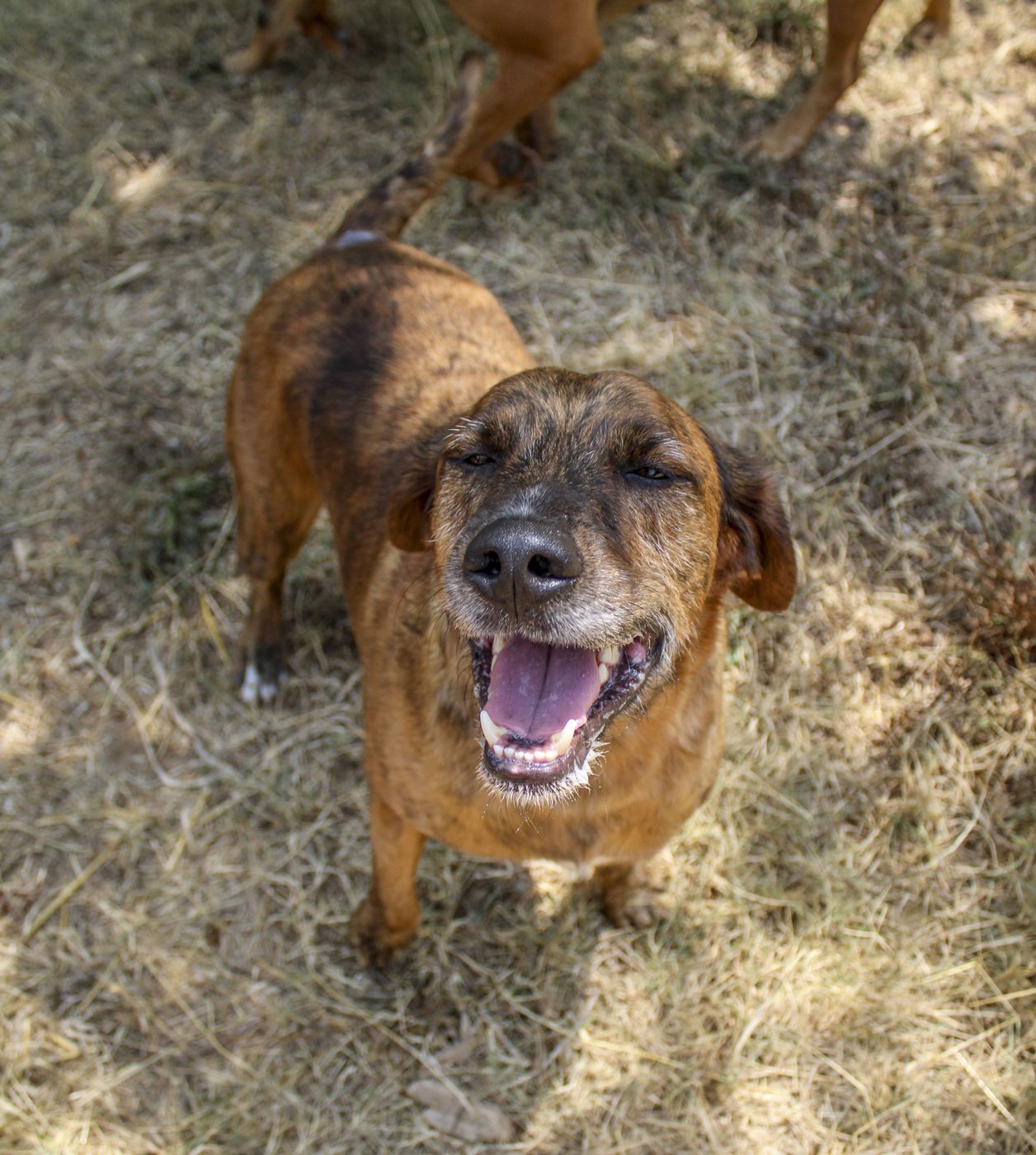 A happy rescue dog looking up at the camera