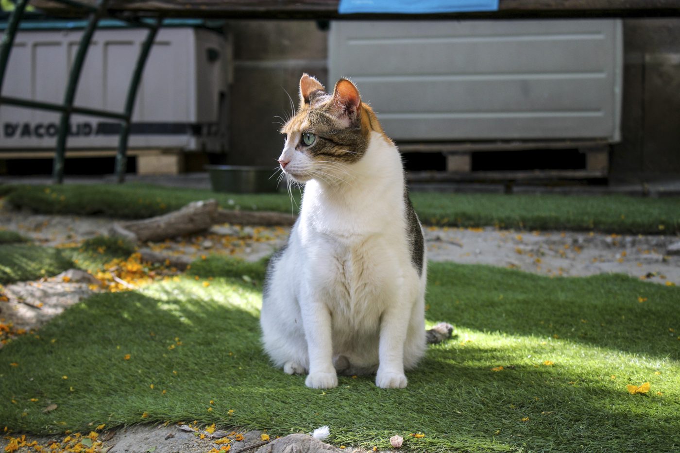A cat sitting in the sun at the El Jardinet sanctuary