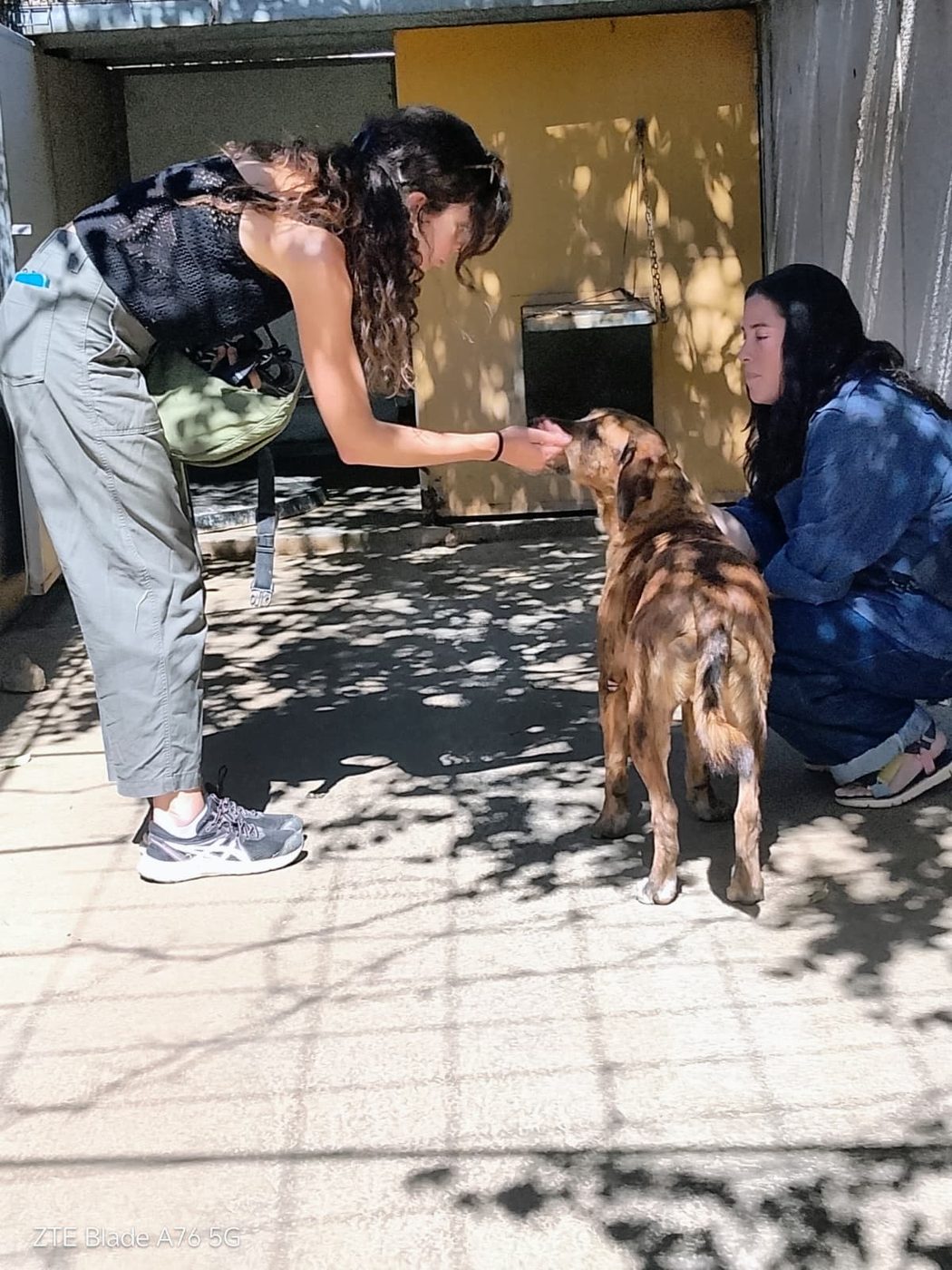 Two volunteers feeding a brindle rescue dog at the shelter